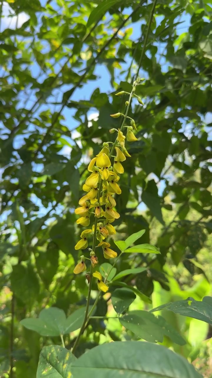 Fiori gialli di Crotalaria che ondeggiano dolcemente nella brezza