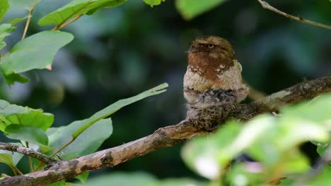 the javan frogmouth or horsfield's frogmouth is found in thailand and other asian countries