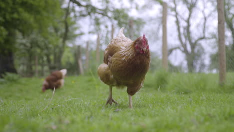 chicken walks towards camera in green pasture in slow motion