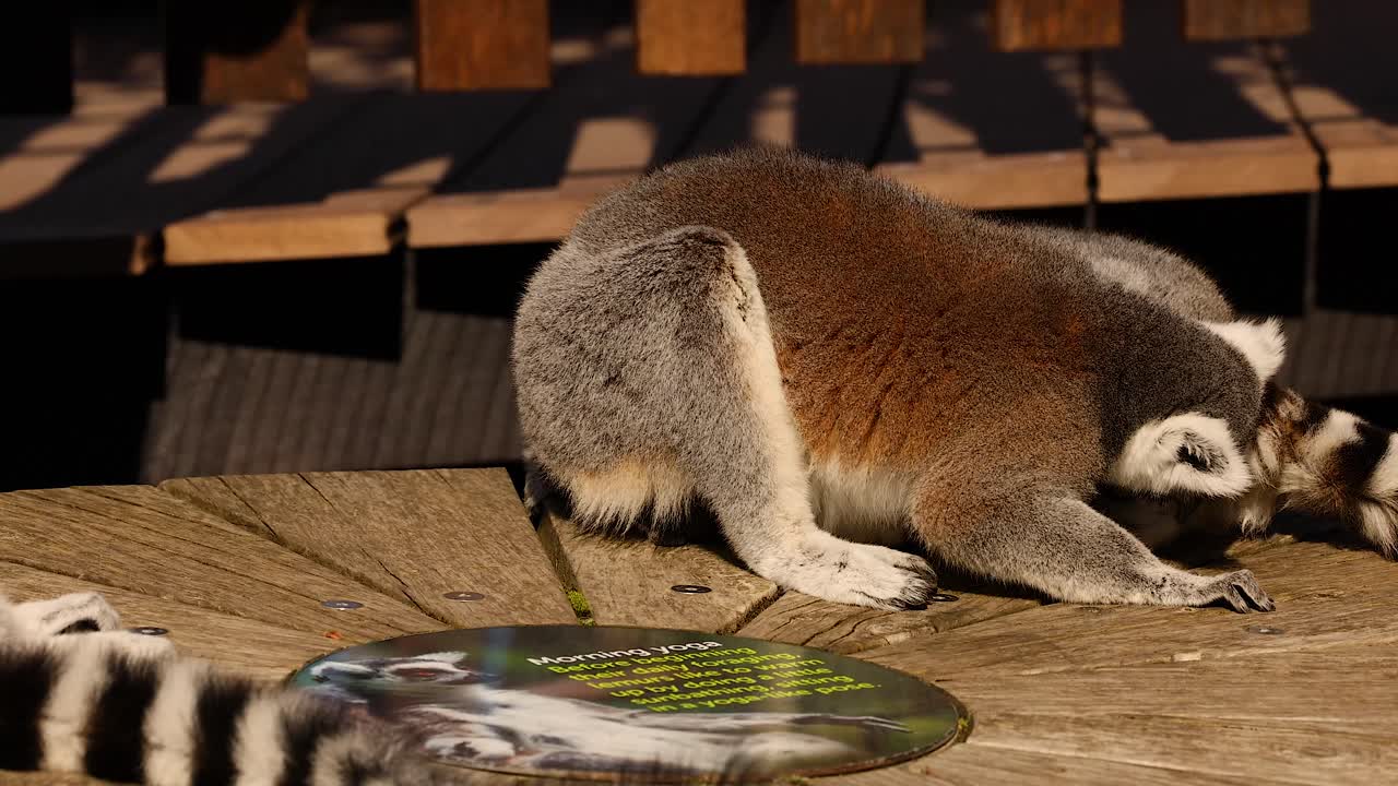 나무 플랫폼 에서 음식 을 먹는 레무르