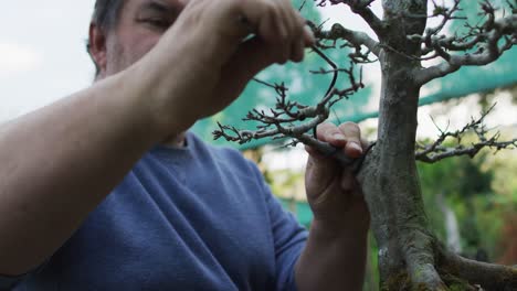 caucasian male gardener taking care of bonsai tree at garden center