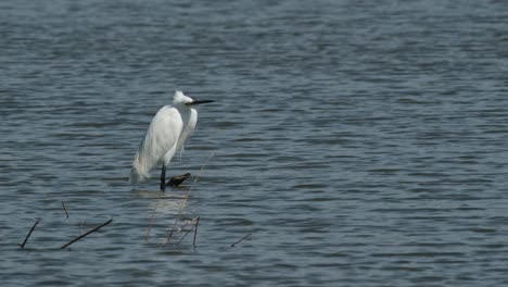 Facing-to-the-right-enjoying-the-wind-in-the-middle-of-a-swamp,-Little-Egret-Egretta-garzetta,-Thailand