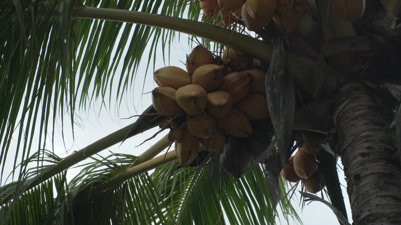 Coconut fruits on a coconut tree palm in the Philippines