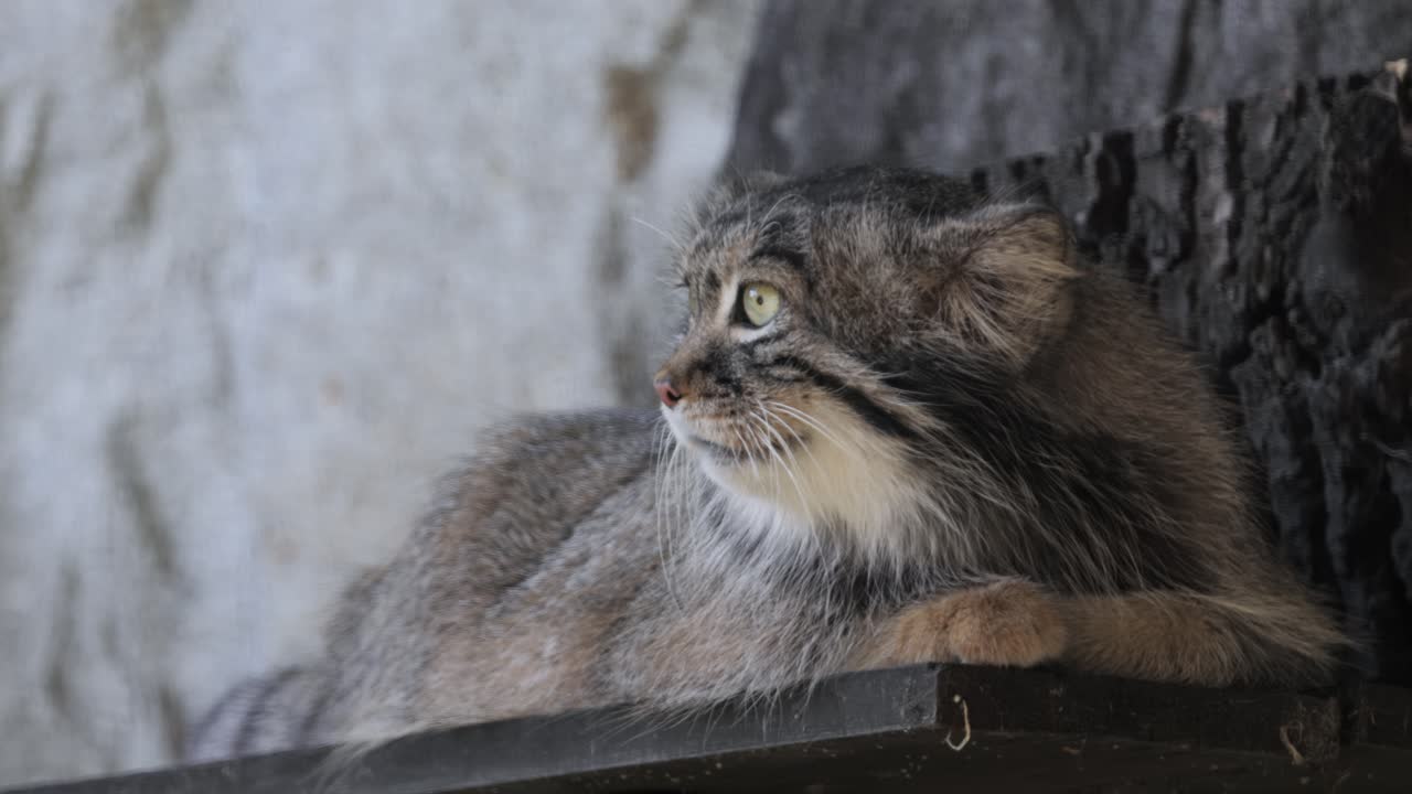 el gato de pallas (otokolobus manul), también conocido como el manul, es un pequeño gato salvaje con pelaje gris claro largo y denso, y orejas redondeadas colocadas abajo en los lados de la cabeza.