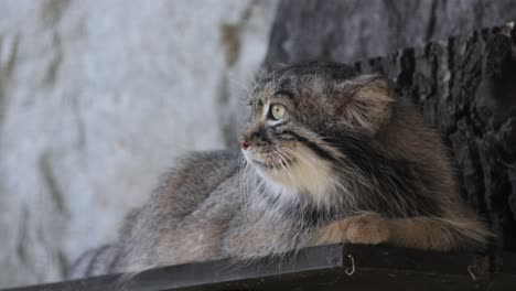 팔라스 고양이 (otokolobus manul) 는 길고 두꺼운 희미한 회색 털을 가진 작은 야생 고양이이며 머리의 에 둥근 귀가 낮습니다.