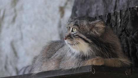 pallas's cat (otocolobus manul), also known as the manul, is a small wild cat with long and dense light grey fur, and rounded ears set low on the sides of the head.