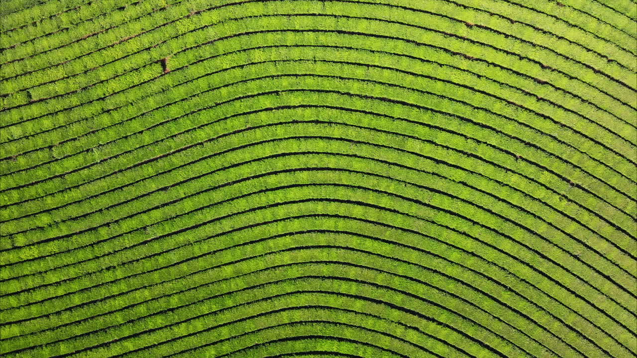 una imagen aérea de un avión no tripulado revela un mosaico de líneas en una plantación de té verde, capturada desde una perspectiva de cenit