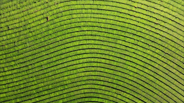 Aerial drone image reveals a mosaic of lines in a green tea plantation, captured from a zenith perspective