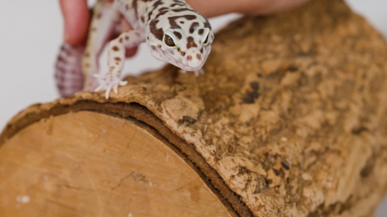 Un geco leopardo maculato striscia lentamente su un tronco di legno ruvido sotto una luce intensa da studio