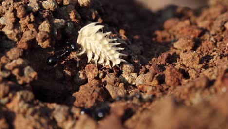 ant colony collecting food for storage