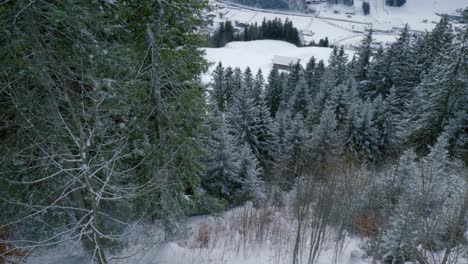 Pedestal-drone-shot-from-the-bottom-moving-up,-showing-the-treetops-of-pine-trees-and-revealing-an-Alpine-village-in-a-valley-at-Engelberg,-in-Brunni,-Switzerland