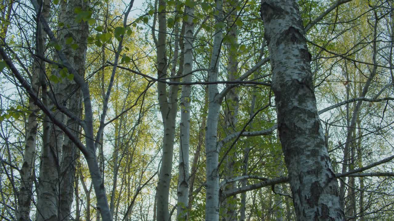 Leaves of almost bare trees in spring blowing in wind. Static shot
