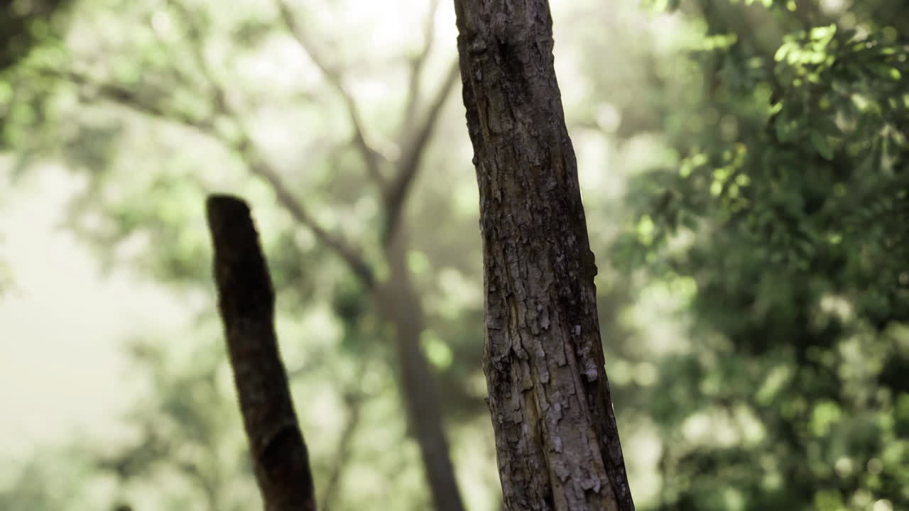 Natures tranquility in a forest with sunlit trees and lush greenery