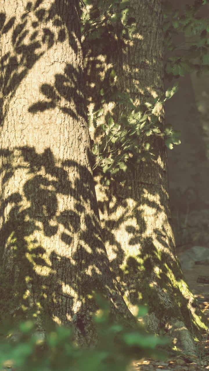 Sunlight casting playful shadows on a tree in a peaceful forest setting