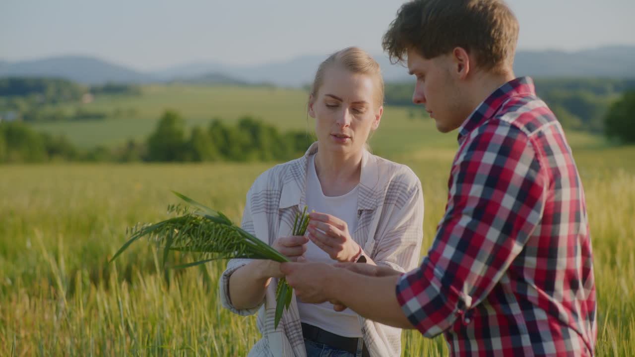 두 농부 는 오트 줄기 와 살충제 영향 에 대해 논의 한다