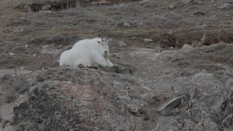 Bergziege-Ruht-Auf-Rocky-Mountain-Im-Yukon,-Kanada---Weitwinkelaufnahme