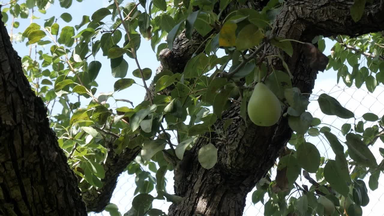 Pear tree branches with green pears in a vegetable garden under a sunny sky