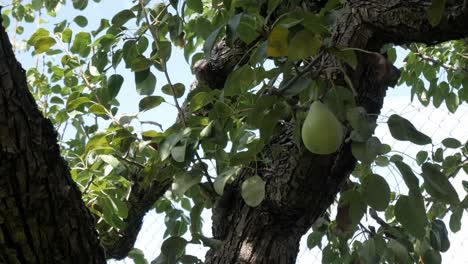 pear tree branches with green pears in a vegetable garden under a sunny sky