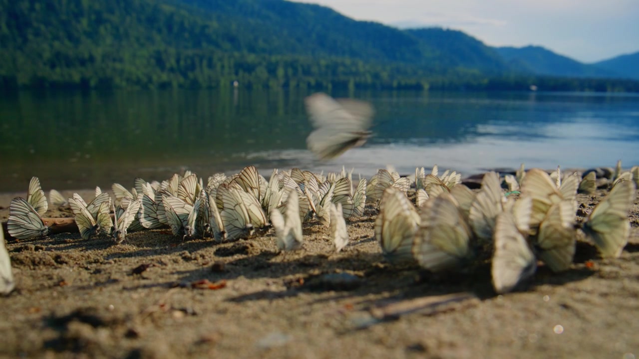 White butterflies rest on sandy shore near calm lake. Mountains rise softly behind water. Scene peaceful, nature serene, tranquil. Footage ideal for travel, nature, or meditation projects