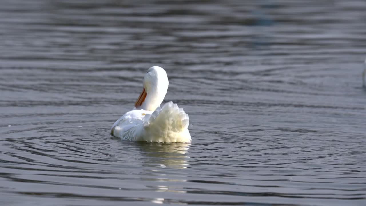 un ánade real blanco esponjándose las plumas en el lago taudaha en nepal
