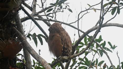 Facing-the-nest-and-then-preens-its-right-side-then-looks-towards-the-camera,-Buffy-Fish-Owl-Ketupa-ketupu,-Khao-Yai-National-Park,-Thailand