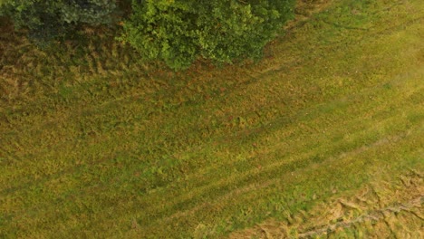 Aerial-view-of-a-green-patch-of-land-boundaring-the-forest-on-one-side-a-metal-fence-on-the-other-side-at-sunset