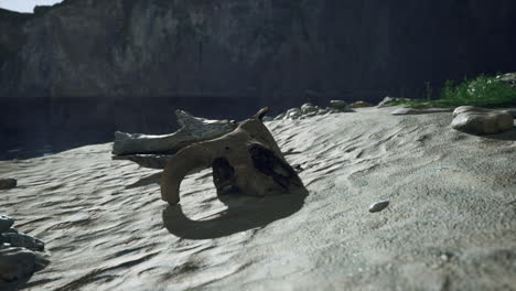 a skull on the beach