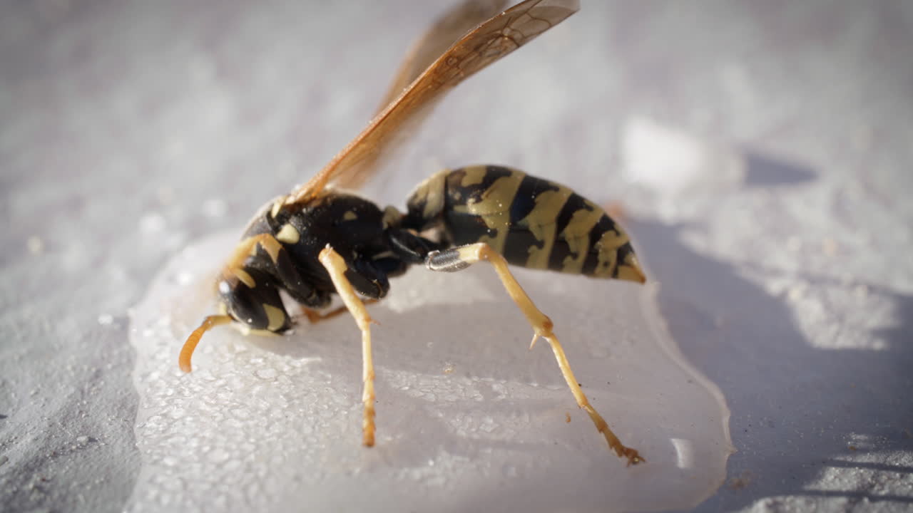 생존을 위해 고군분투하는 말벌