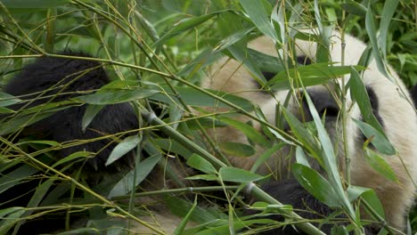 close up of a funny giant panda playing with twigs in the mountains of southwest china