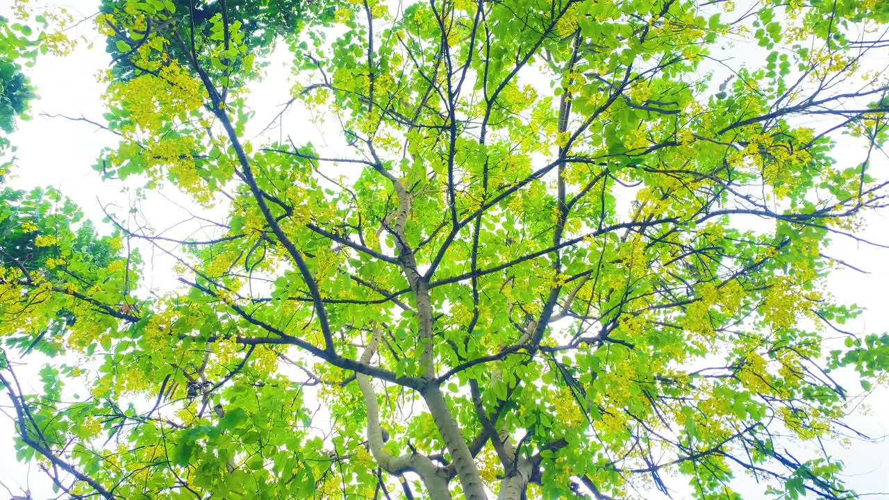 밝은 초록색 잎과 노란색 꽃으로 가득 찬 나무 가지 꿈 같은