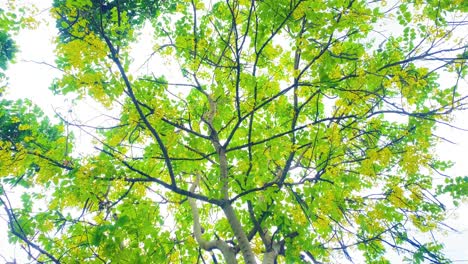 tree branches full of bright green leaves and yellow flowers dreamlike shot