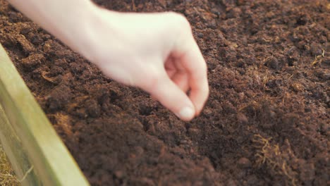 hands placing individual seeds into soil 4k