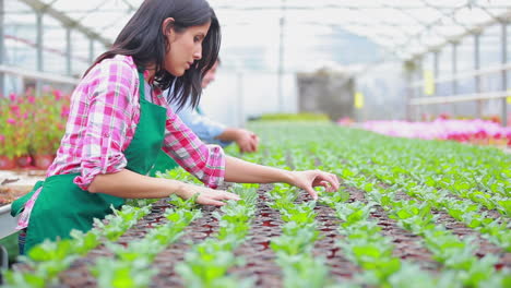 People-working-in-greenhouse