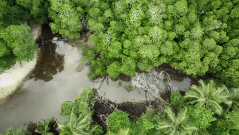 mahe, seychelles amazing drone shot moving down the of river over lush vegetations near the shore, coconut palm trees and other tropical plants, and reflection on the water