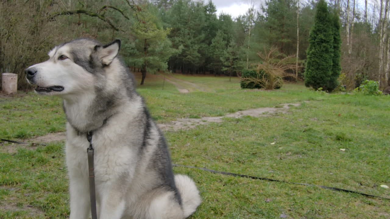 perro malamute aúlla en un jardín