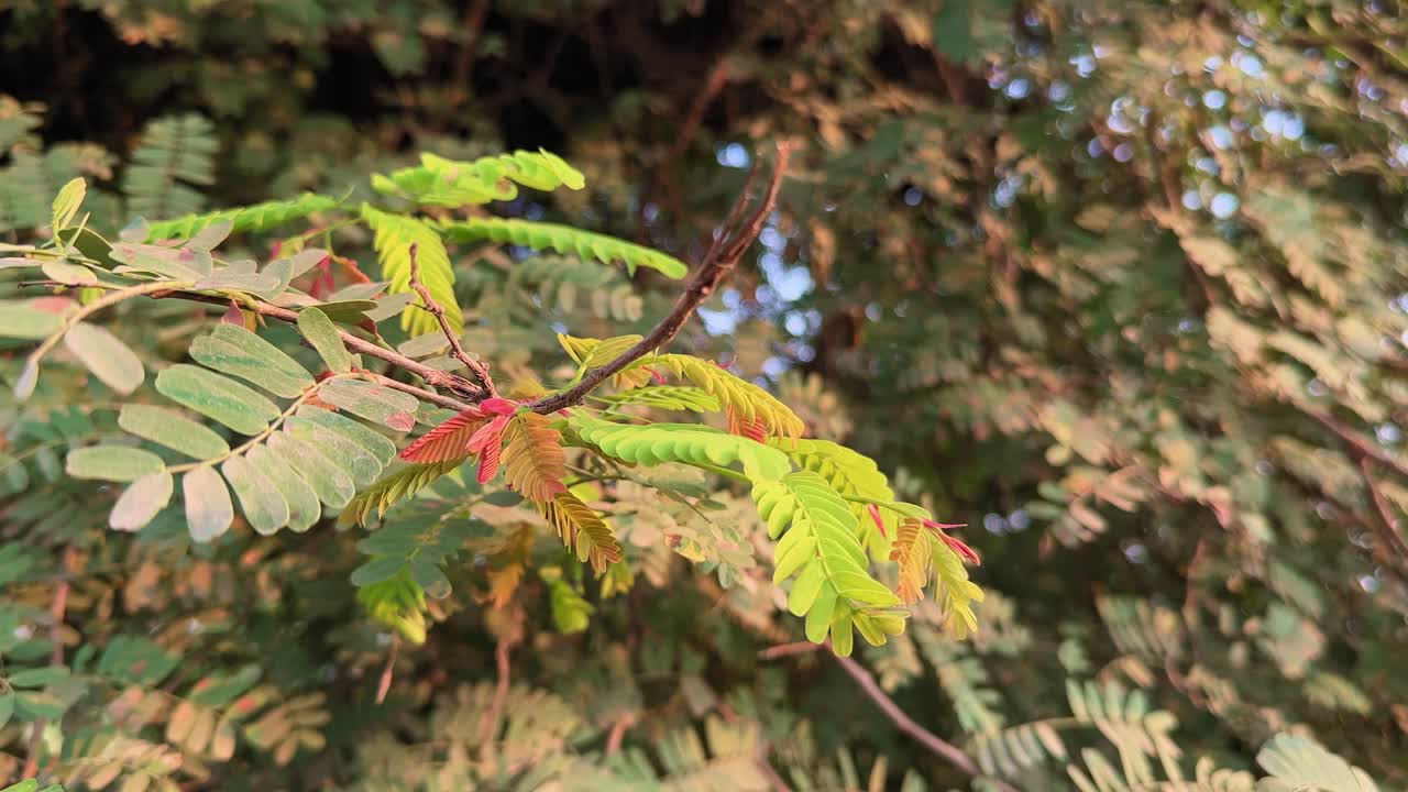 A close-up shot of tender tamarind leaves in shades of green and red, glowing warmly under sunlight — symbolizing growth and renewal