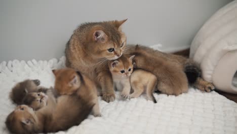 The-cat-and-the-kittens-of-the-"Golden-Chinchilla"-breed-are-lying-together-on-a-white-blanket,-the-kittens-are-playing-with-each-other