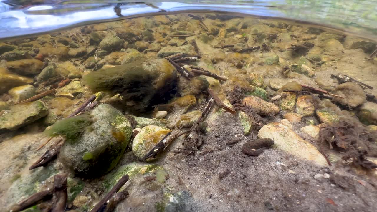 Leech Erpobdella octoculata at the bottom of a shallow stream. Estonia.