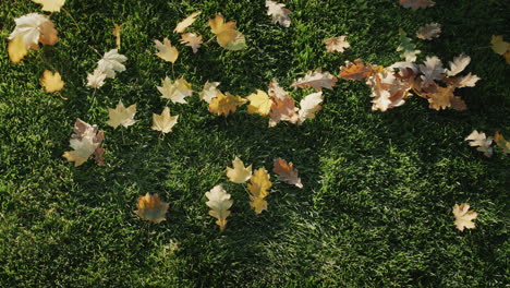 The-word-SALE-is-lined-with-yellow-autumn-leaves-on-green-grass.-The-wind-blows-away-the-leaves