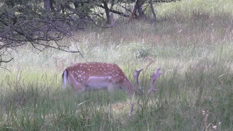 Grazing-deer-hiding-his-head-for-the-camera