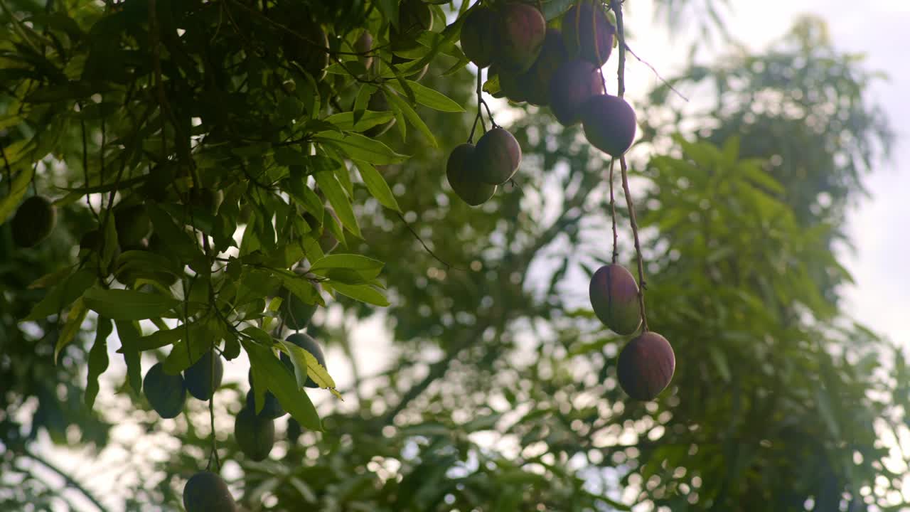 mango rojo en un ramo colgando en un árbol en la altura, mirando hacia el sol
