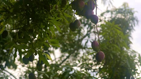 Red mango in a bunch hanging in tree at height, looking into the sun