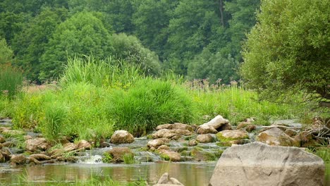 landscape of the river with stones and plants