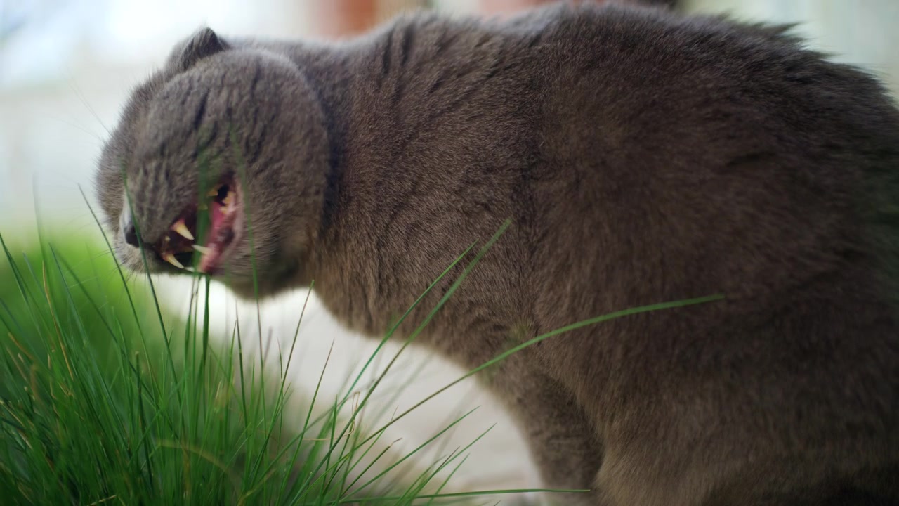 Primo piano laterale di un gatto grigio soffice che mangia erba verde fresca all'aperto.