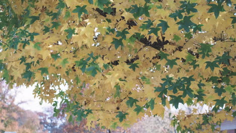 Toma-Estática-De-Un-árbol-De-Colores-Vibrantes-Que-Sopla-En-El-Viento