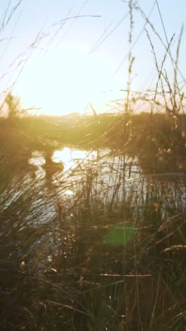 sunset over a pond through grass