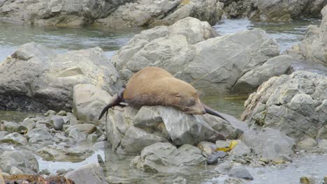 Un-Lobo-Marino-Durmiendo-En-Una-Roca