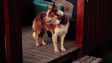 Einige-Erstaunliche-Nahaufnahmen-Des-Schönen-Hundes-Im-Sonnenunterganglicht