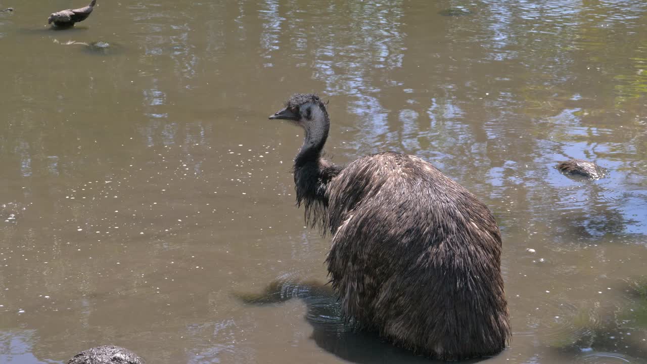 Close-up van een emoevogel in het meer op een zonnige dag in Queensland