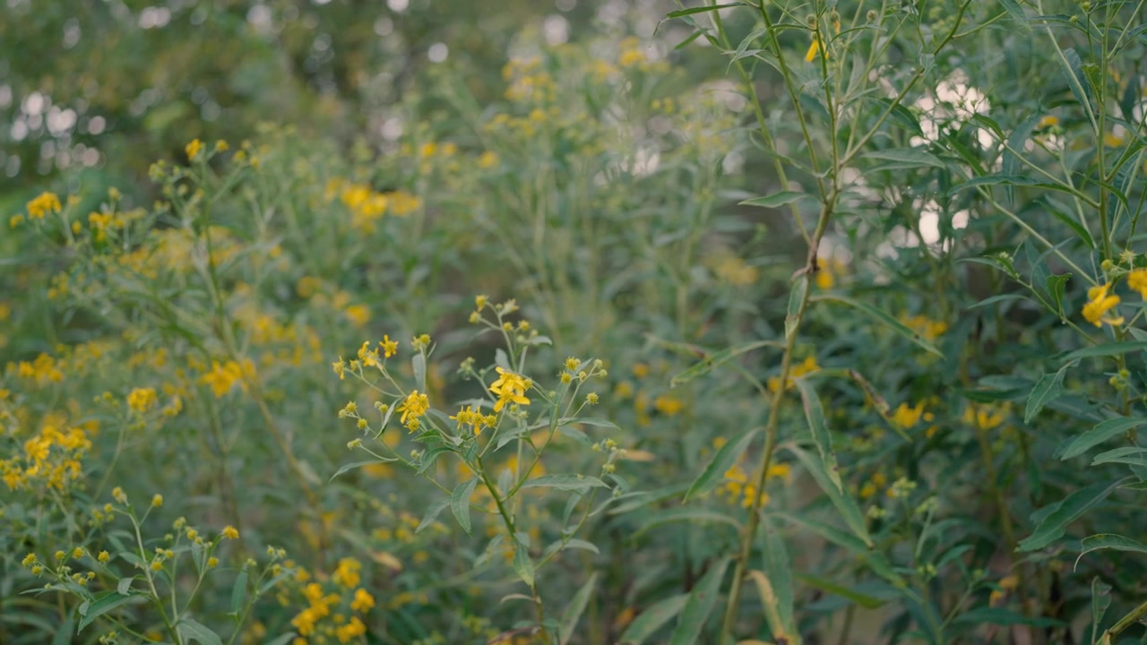 Yellow Wildflowers Swaying Gently in a Green Meadow